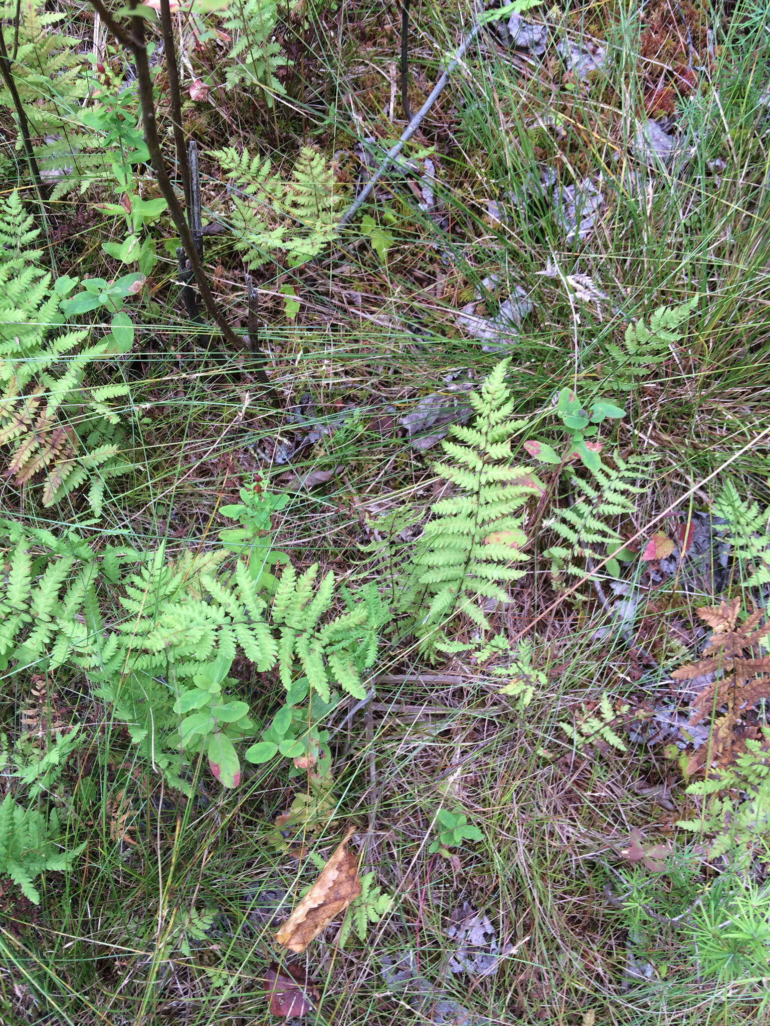 Image of Marsh Fern