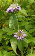 Image of Phlomoides bracteosa (Royle ex Benth.) Kamelin & Makhm.