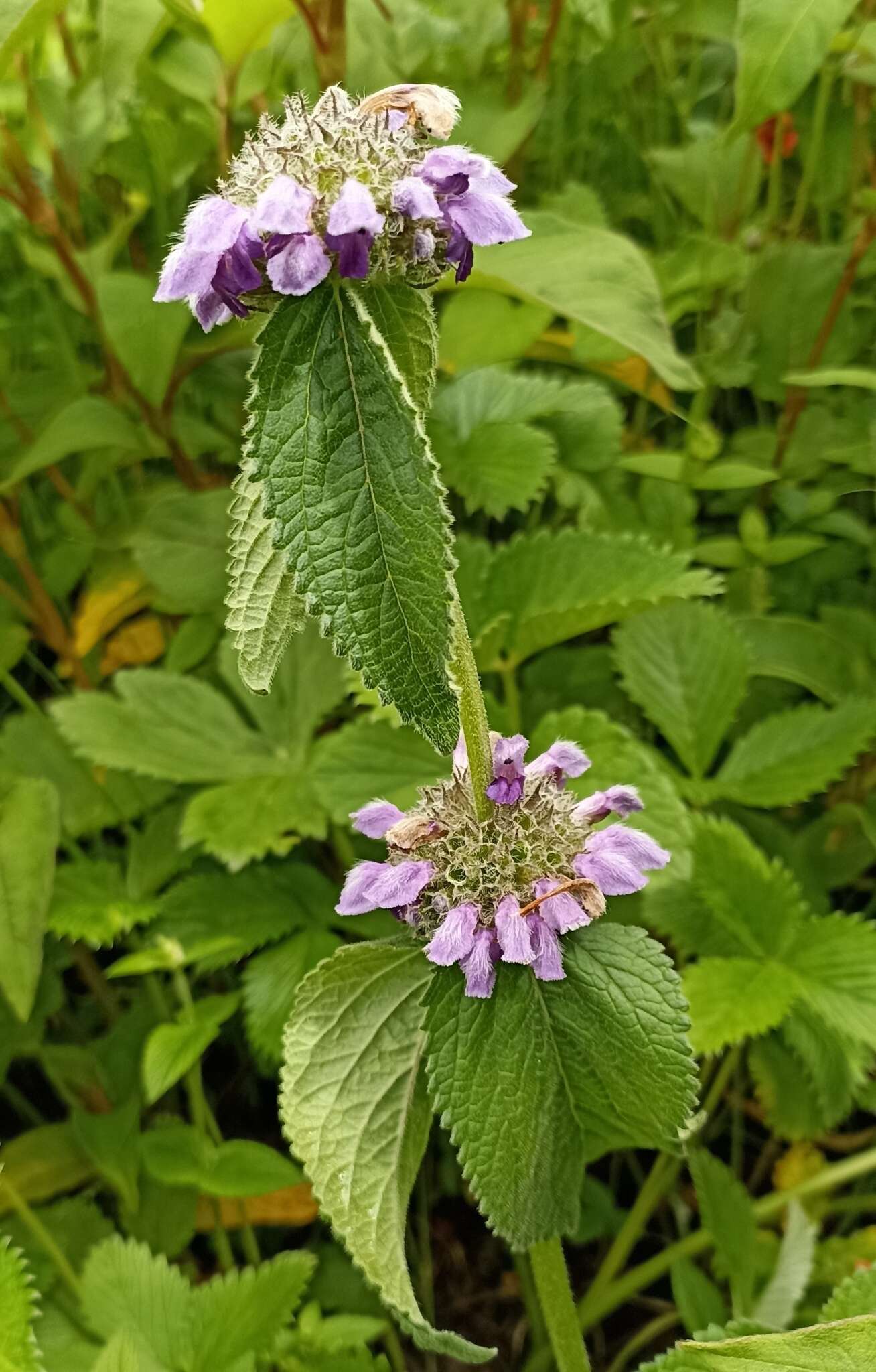 Image of Phlomoides bracteosa (Royle ex Benth.) Kamelin & Makhm.