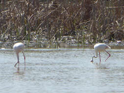 Imagem de Phoenicopterus roseus Pallas 1811