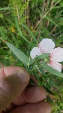 Image of spearleaf swampmallow