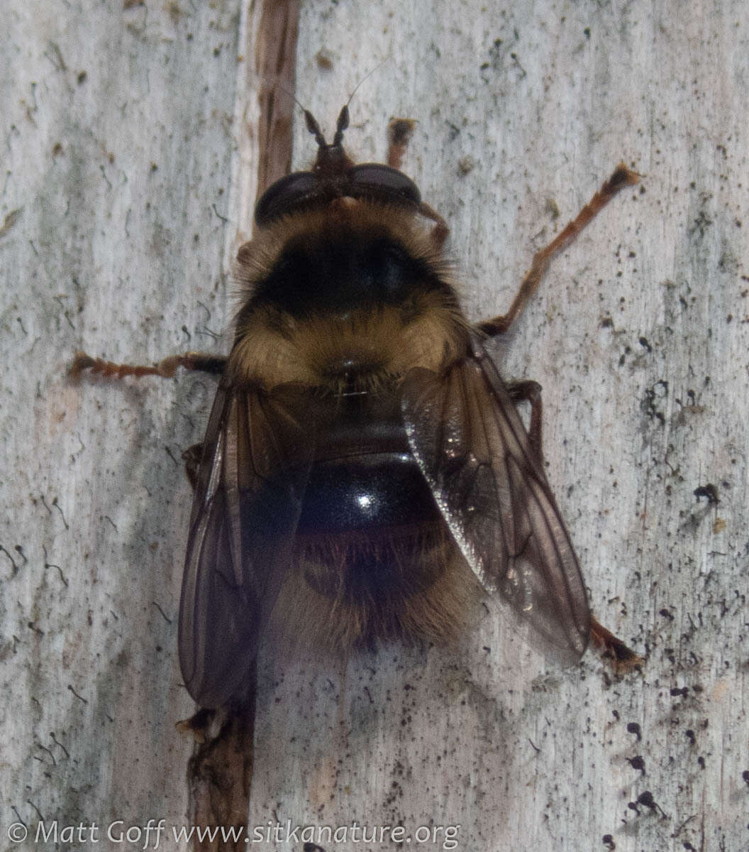 Image de Criorhina bubulcus (Walker 1849)