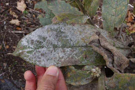 Image of Powdery mildew