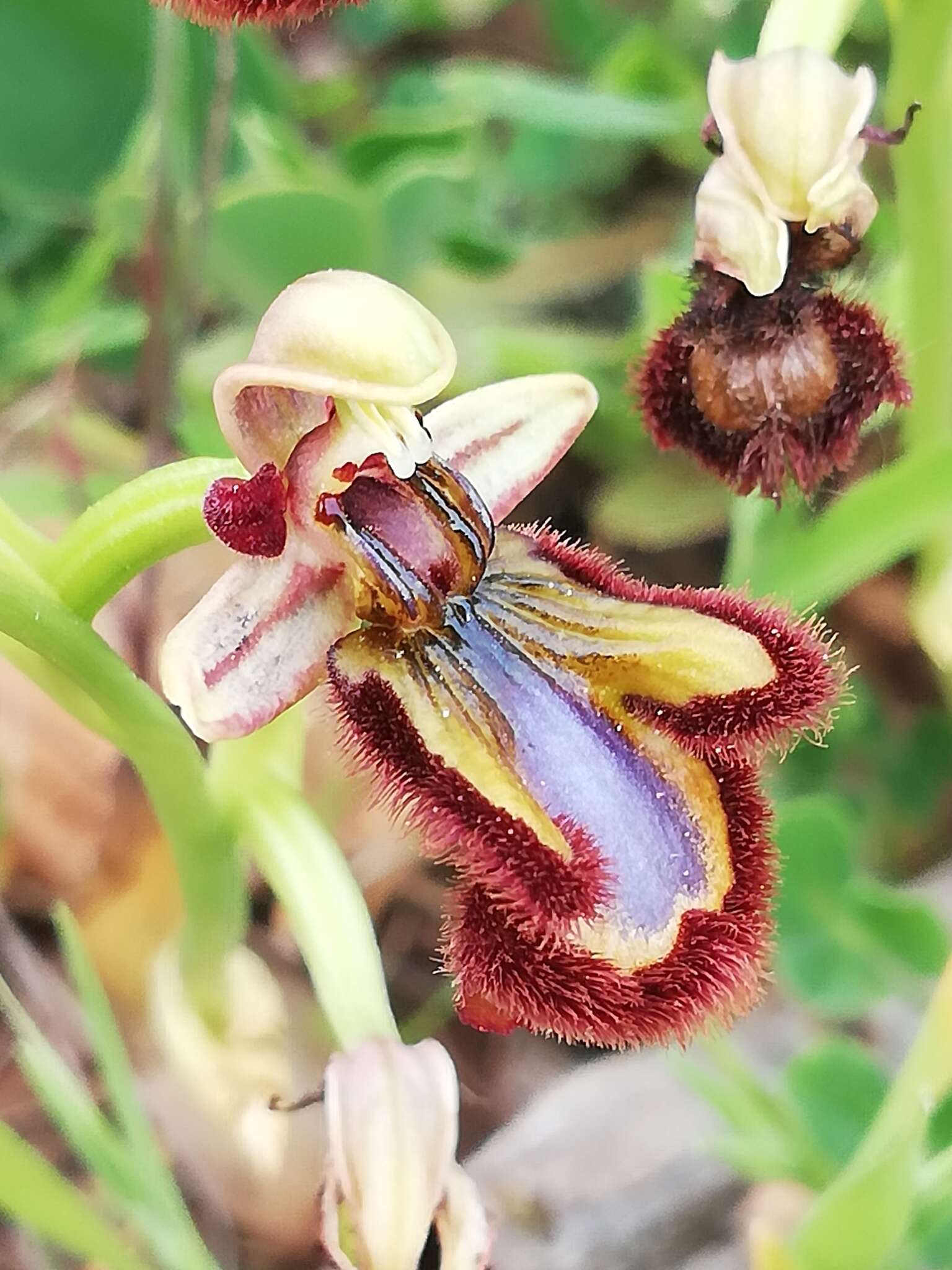 Image of Ophrys speculum subsp. speculum