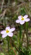 Image of Jepson's linanthus