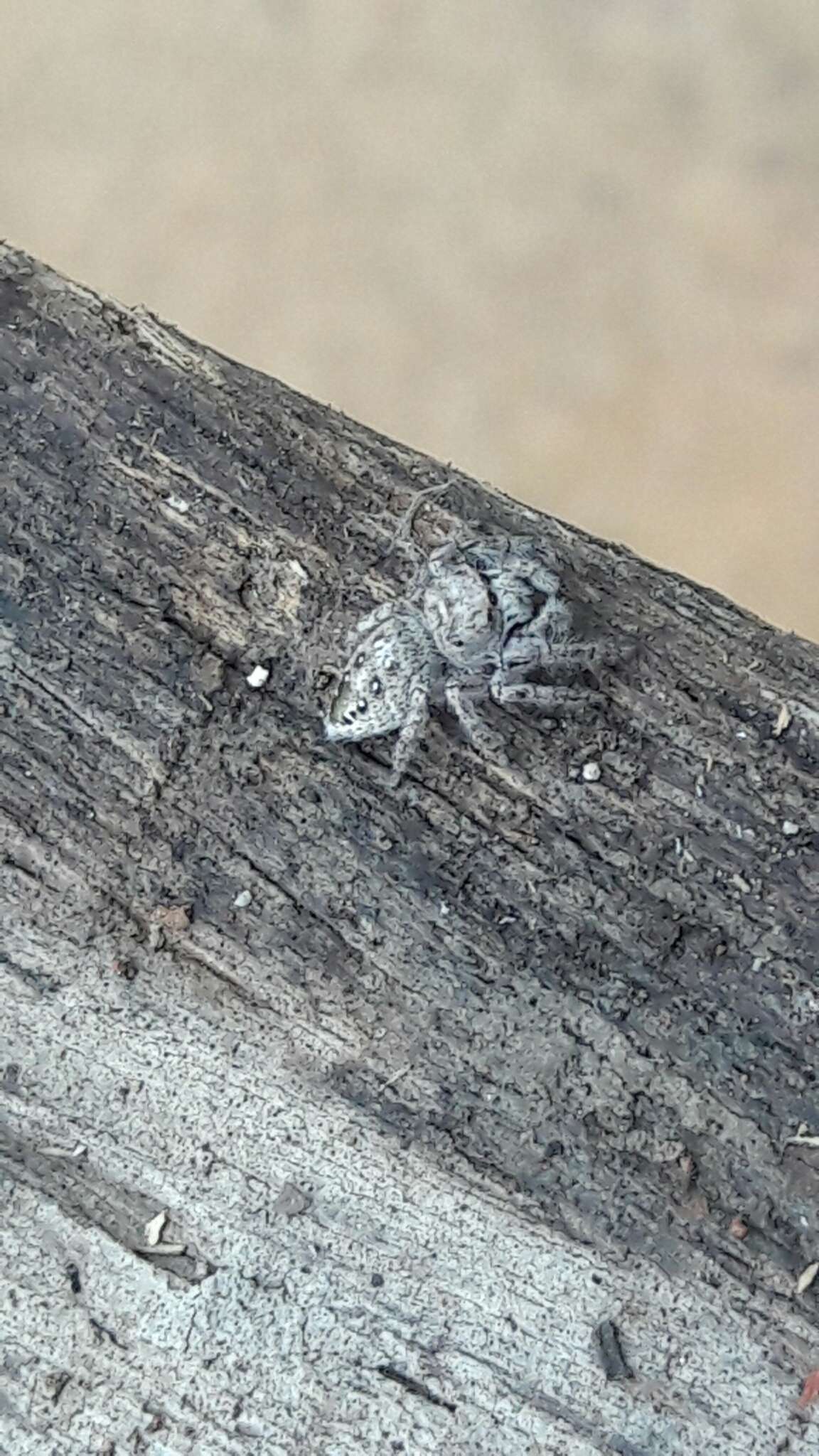 Plancia ëd Metaphidippus smithi (Peckham & Peckham 1901)