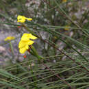 Image of Patersonia umbrosa var. xanthina (F. Muell.) Domin