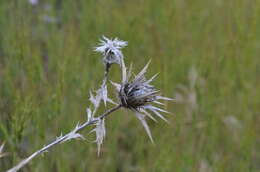 Image of Carthamus lanatus subsp. turkestanicus (Popov) Hanelt