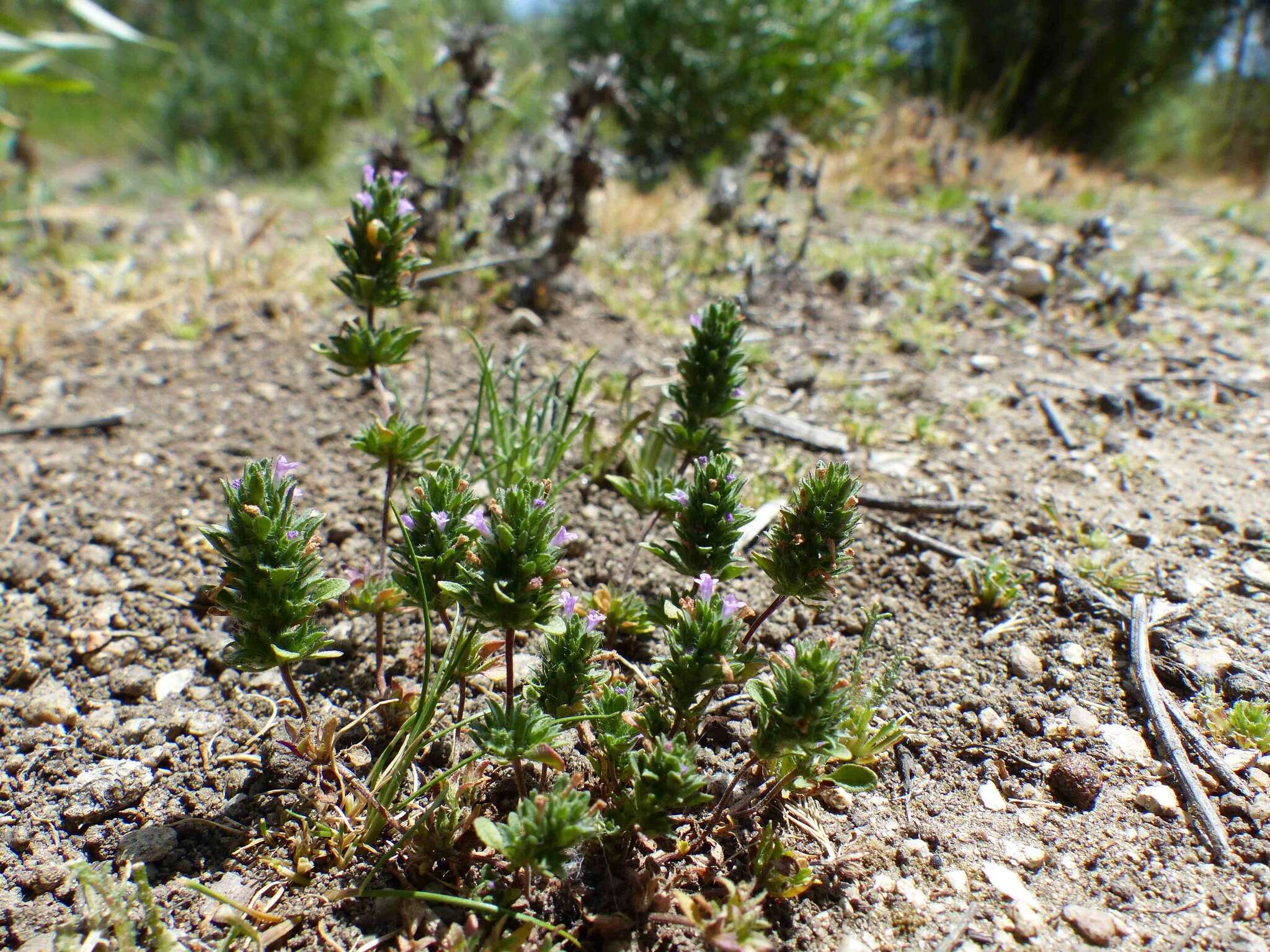 Pogogyne serpylloides (Torr.) A. Gray resmi