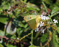 صورة Phoebis philea (Linnaeus 1763)