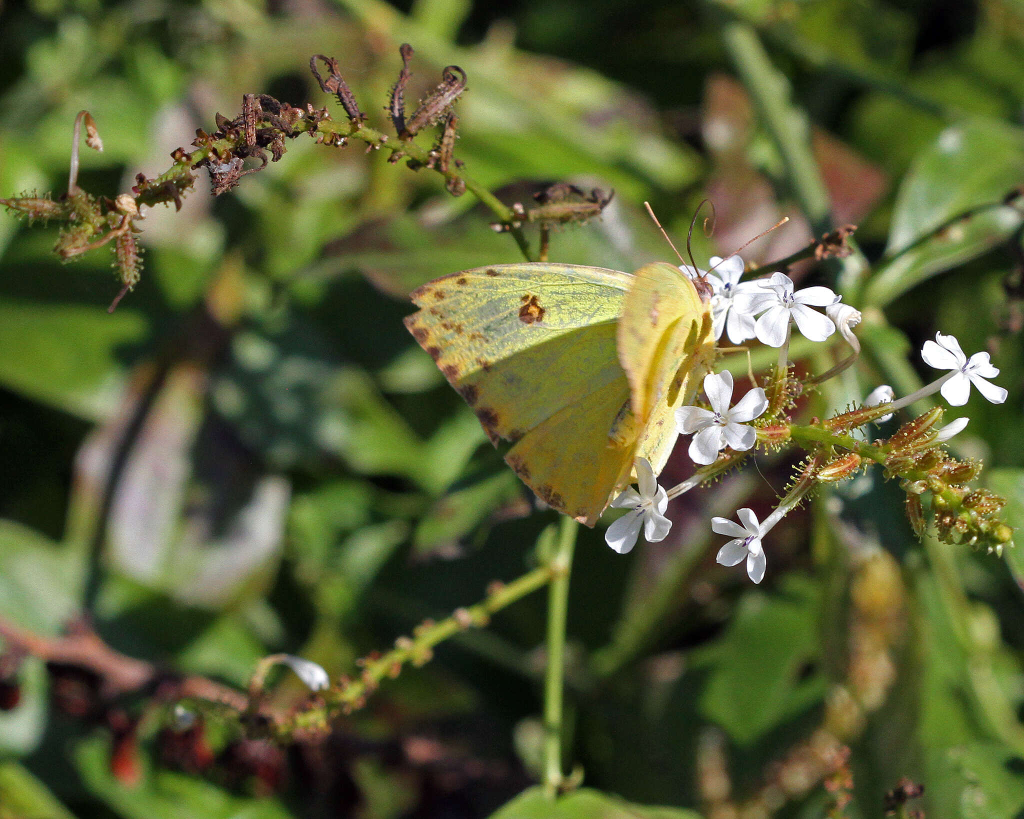 صورة Phoebis philea (Linnaeus 1763)