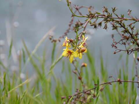 Imagem de Verbascum blattaria L.