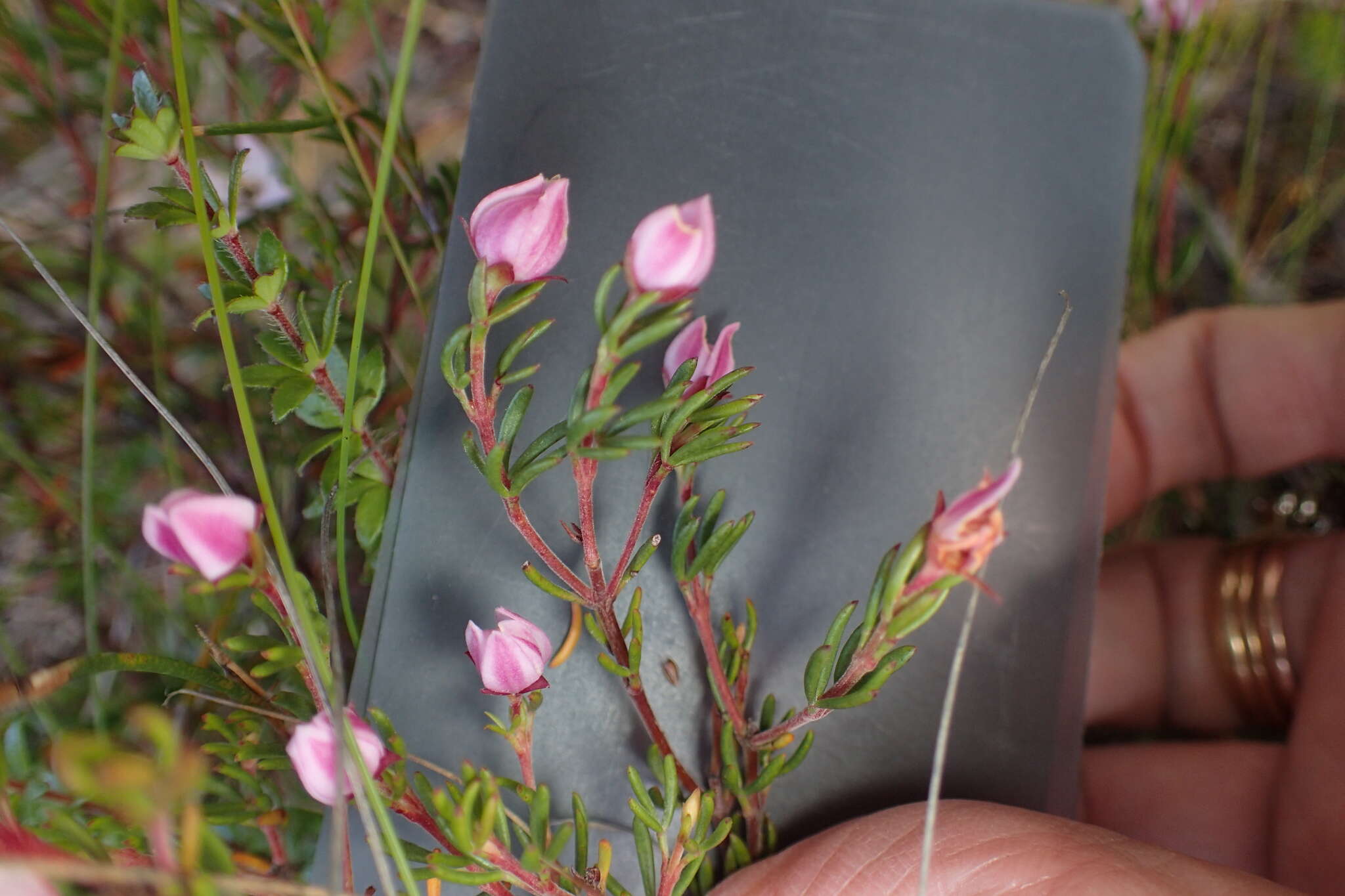 Image of Lemon Boronia