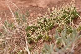 Image of mat prickly phlox