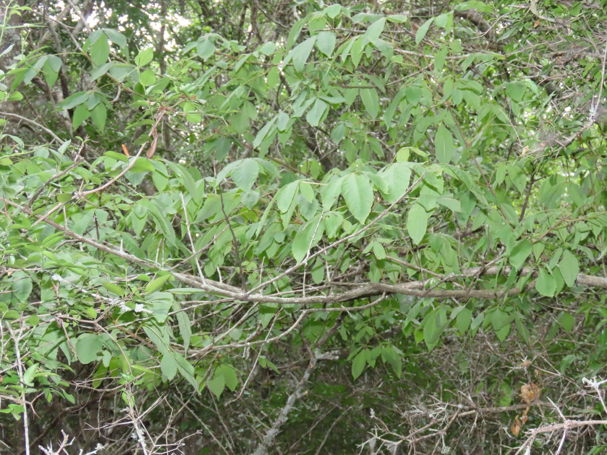 Image de Vitex ferruginea Schumach. & Thonn.