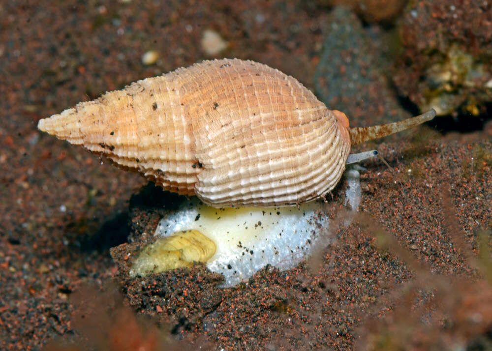 Image of Phos blainvillei (Deshayes 1833)