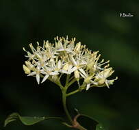 Image of Cornus sanguinea subsp. australis (C. A. Mey.) Jáv.