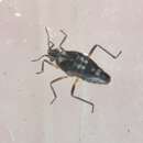 Image of Microvelia vagans White 1878