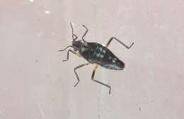 Image of Microvelia vagans White 1878