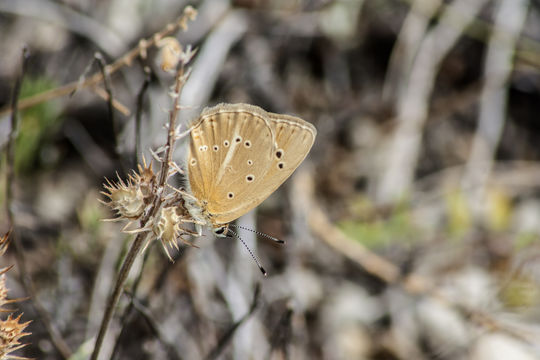 Image of <i>Polyommatus violetae</i> (Gomez-Bustillo, Exposito & Martinez 1979) Gomez-Bustillo, Exposito & Martinez 1979
