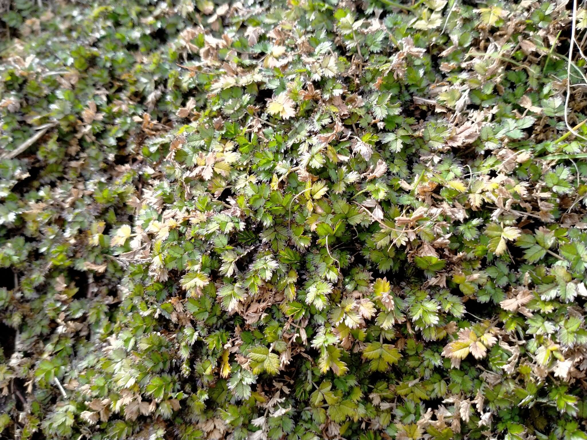 Image of Acaena microphylla subsp. obscurascens Bitter