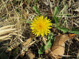 Image of Common Dandelion