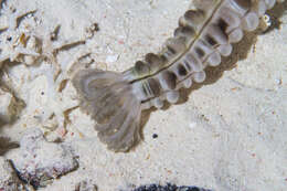 Image of Lion's Paw Sea Cucumber