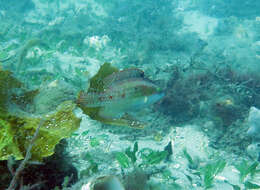 Image of Twospot wrasse