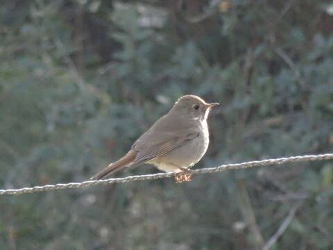 Image of Hermit Thrush