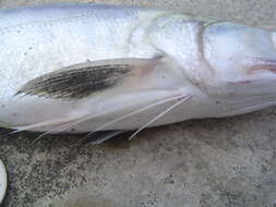 Image of East Asian fourfinger threadfin