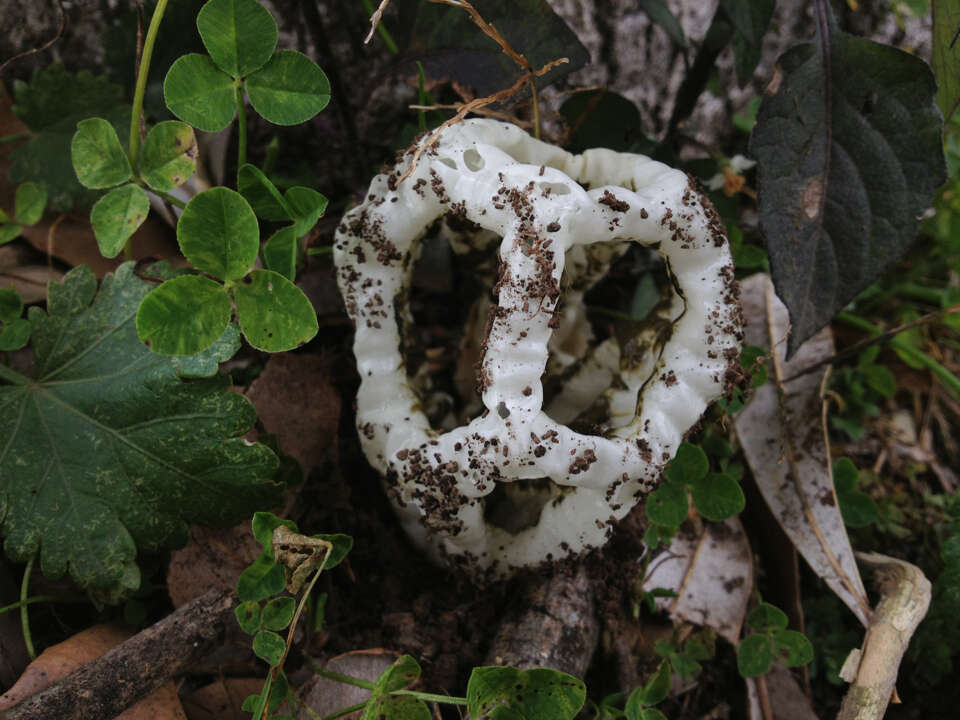 Image of basket fungi