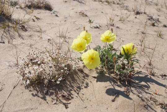 Слика од Papaver pulvinatum subsp. lenaense A. I. Tolmachev