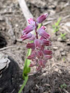 Imagem de Lachenalia youngii Baker