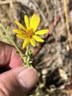 Image of Heterotheca excelsior G. L. Nesom