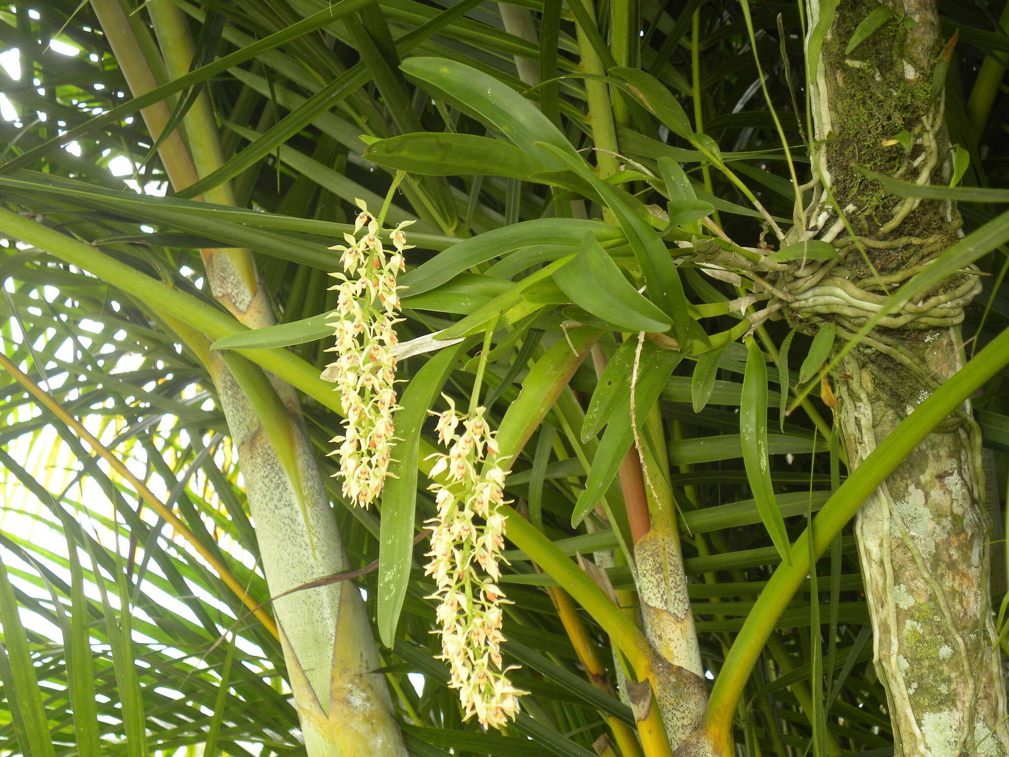 Image of Epidendrum ferrugineum Ruiz & Pav.