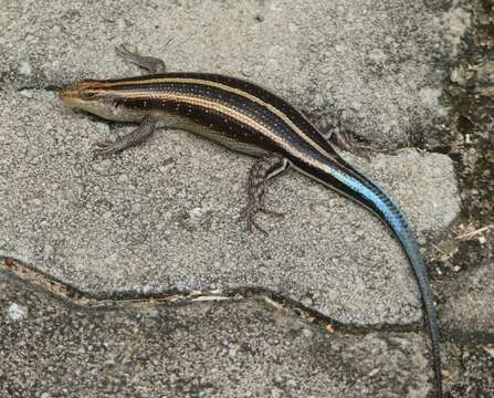 Image of Five-lined Skink