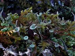 Image of Mealy Pixie-cup Lichen