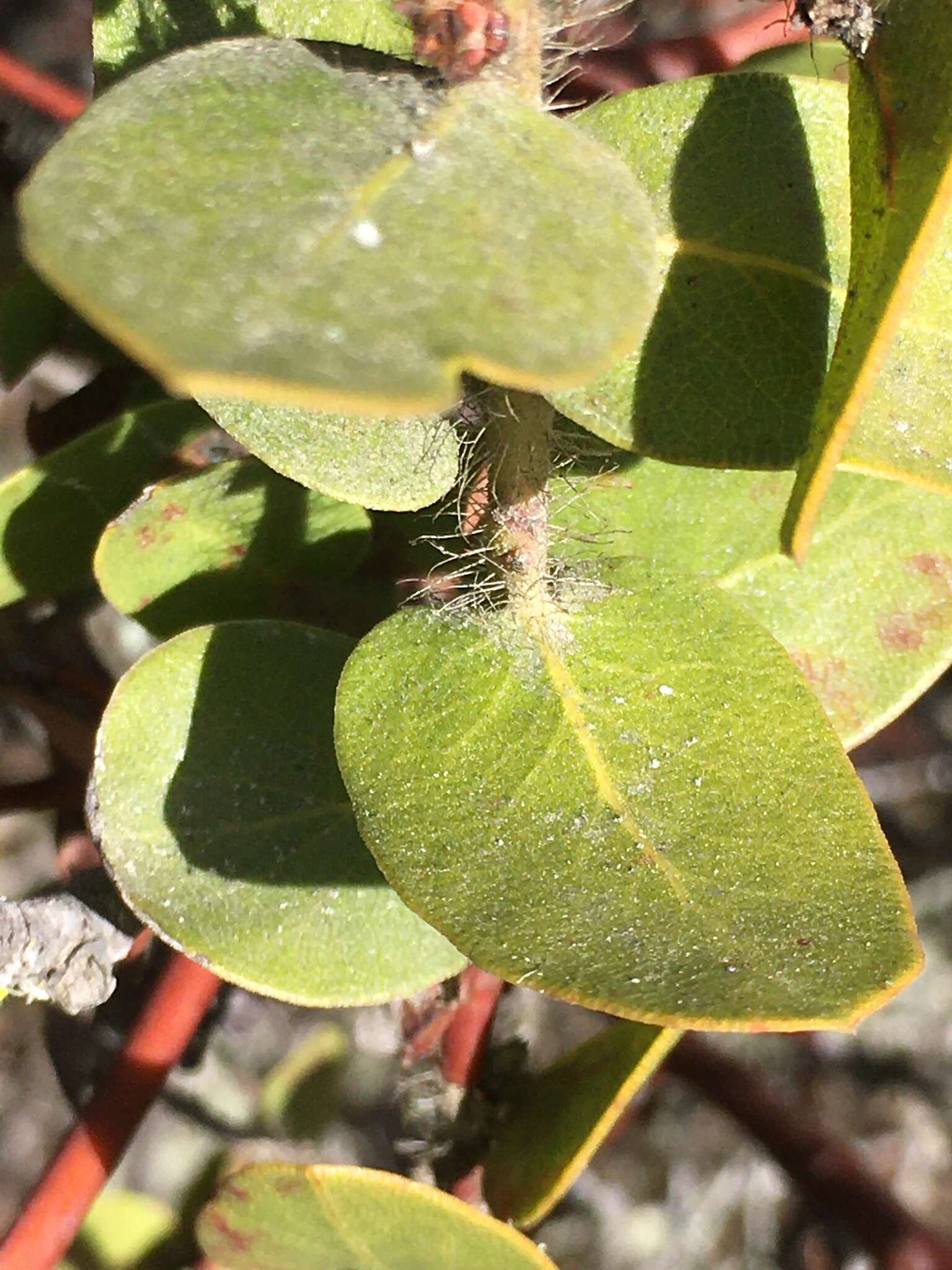 Image of Arctostaphylos purissima subsp. purissima