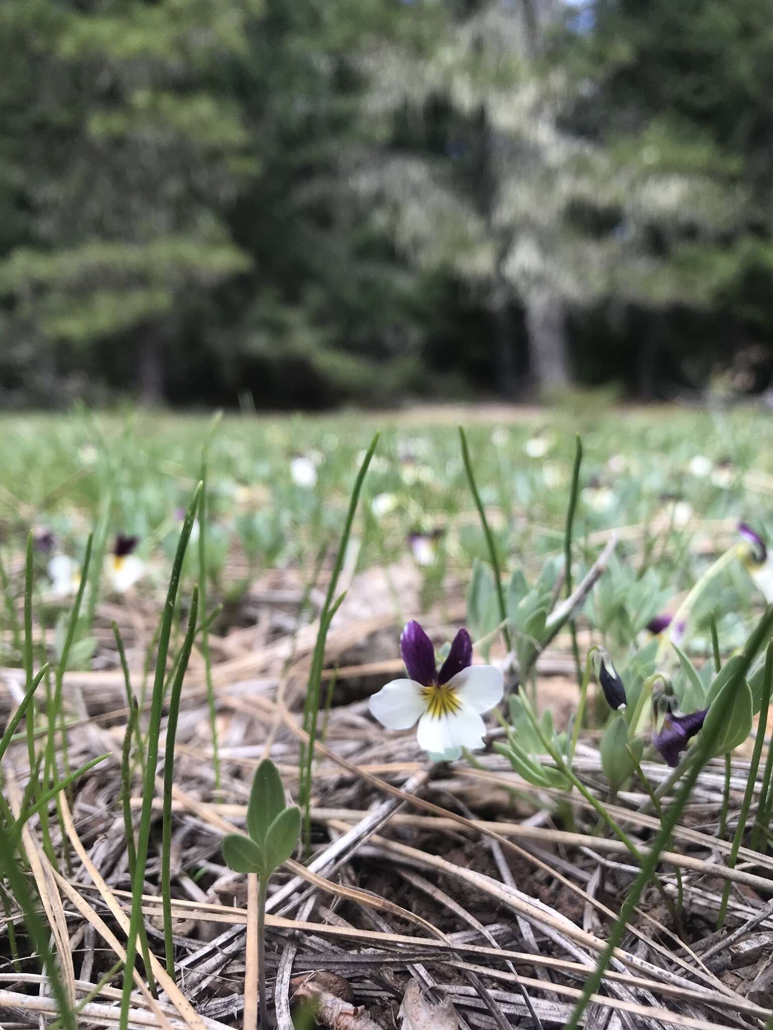 Image of Oregon violet