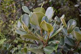 Magnolia pallescens Urb. & Ekman的圖片