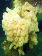 Image of Carpet sea squirt