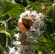 Image of Adiaste Fritillary