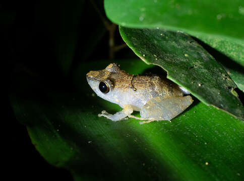 Image of Pristimantis kichwarum Elmer & Cannatella 2008