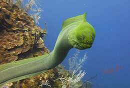 Image of Black Moray