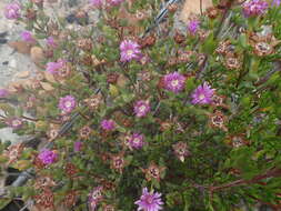 Ruschia virgata (Haw.) L. Bol. resmi