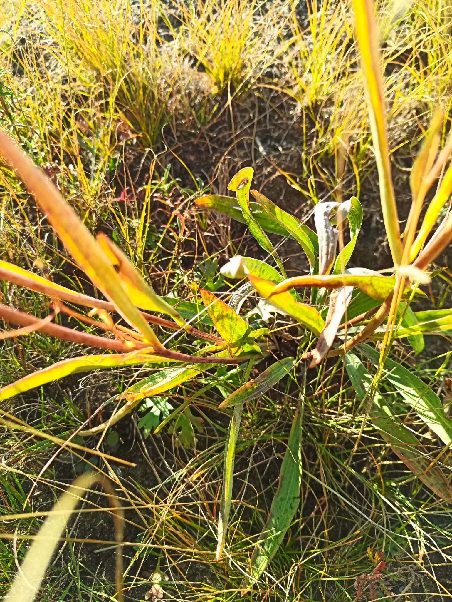 Image of Bupleurum sibiricum Vest ex Roem. & Schult.