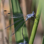 Image of Dark Emerald Damselfly