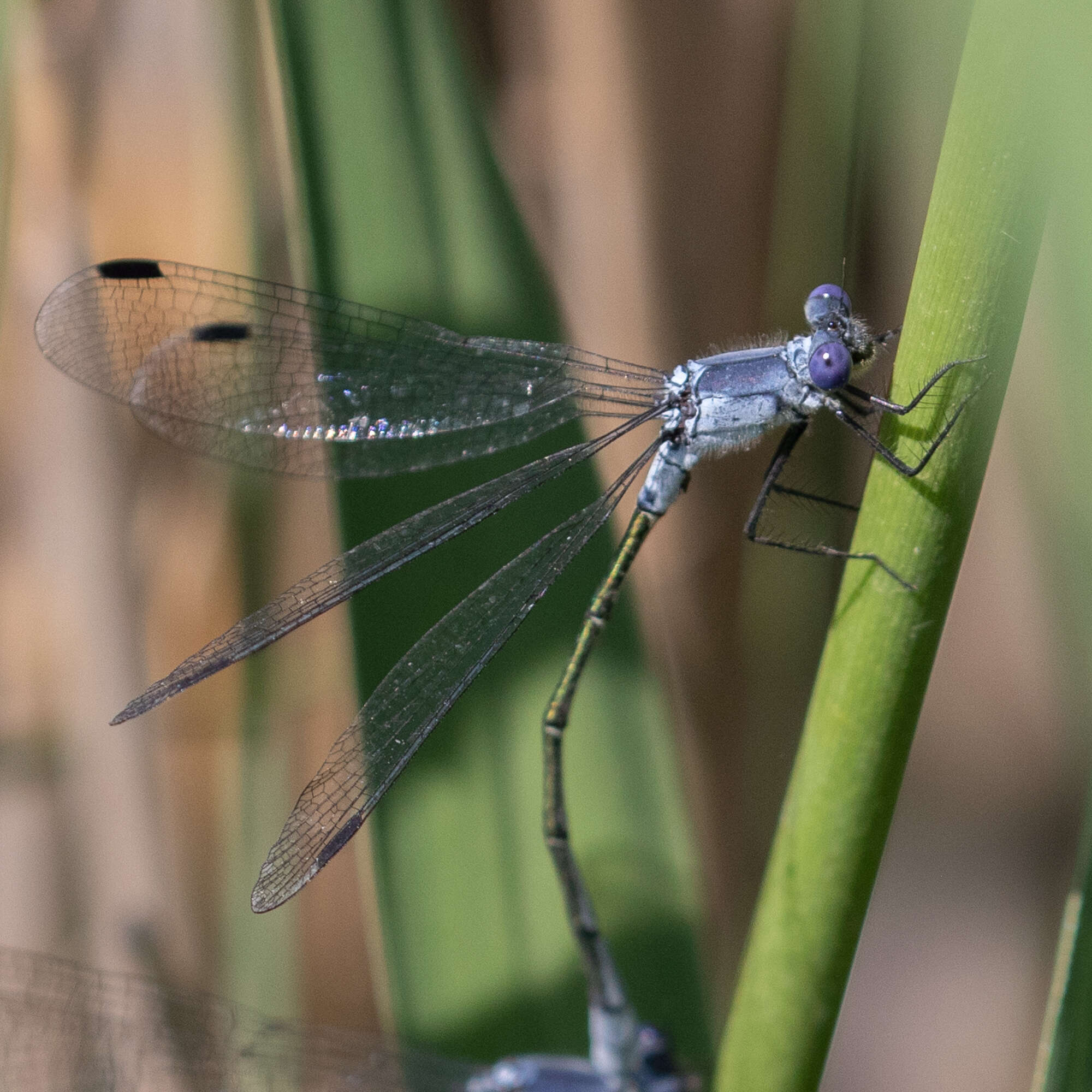 Image of Dark Spreadwing