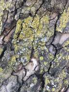 Image of eggyolk lichen