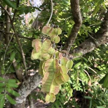 Image of Florida fishpoison tree